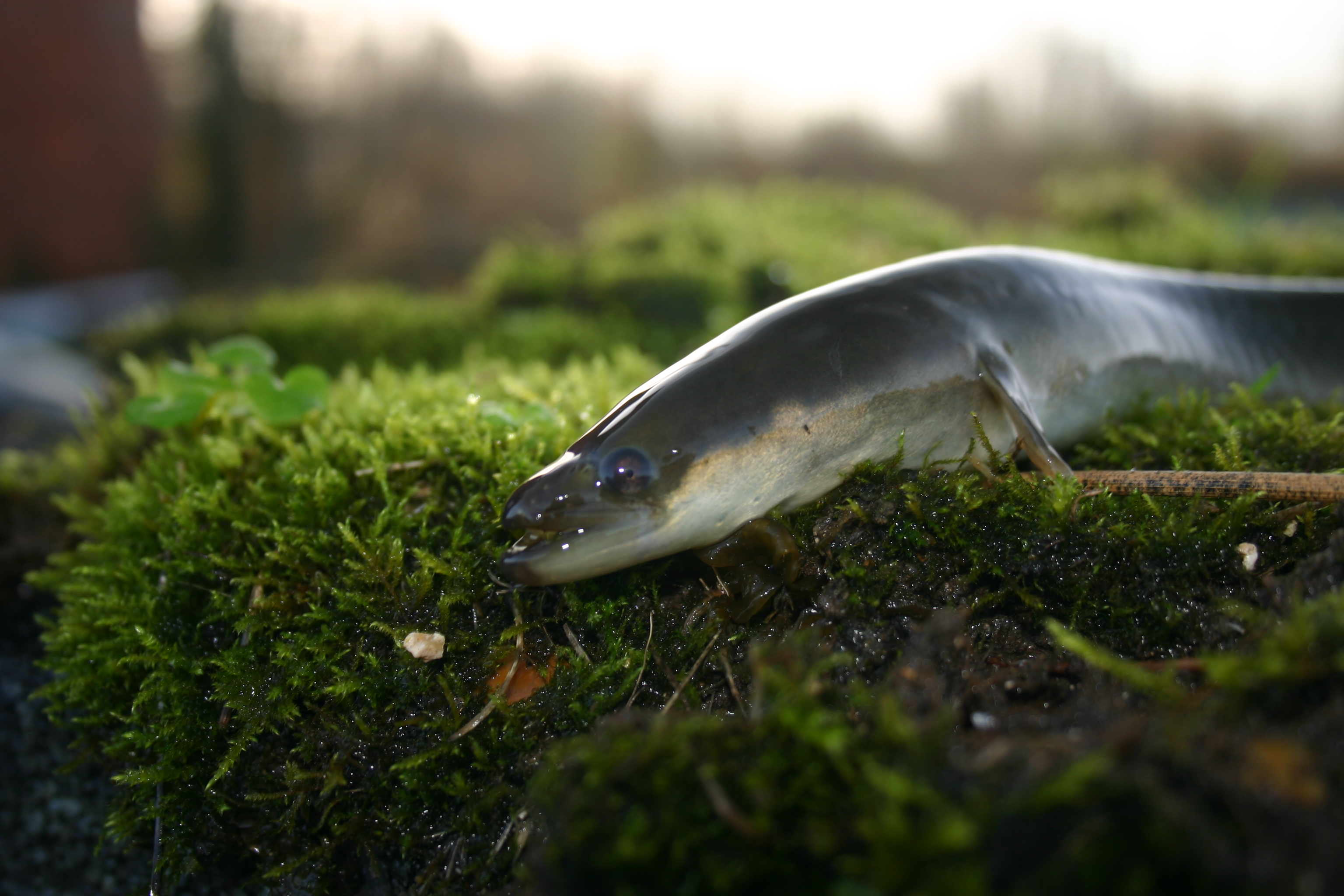 European eels can survive out of water for periods of time (Environment Agency)